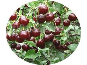 آلبالو سیگانی/نهال آلبالو سیگانی/Sour Cherry