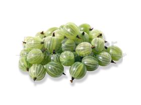 درخت انگورفرنگی،1402PHYSALIS MINIMA