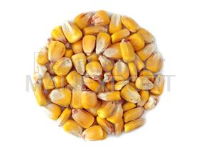 WE SELL WHEAT, FLOUR, CORN, BARLEY, RYE, GRAIN, PEAS, LENTLIS, MAIZE,