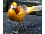 قرقاول لیمویی (  yellow golden pheasant )