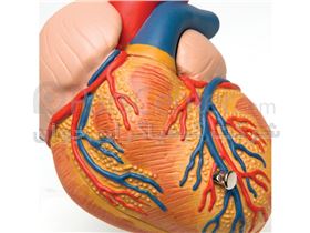 مولاژ قلب اندازه طبیعی