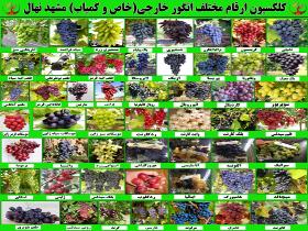 ارقام انگور خاص و کمیاب خارجی-ارقام انگور وارداتی