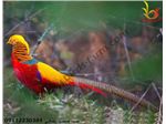 فروش قرقاول بلژیکی  ( red golden pheasant  )