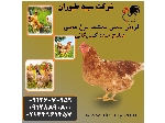 مرغ گلپایگانی ،جوجه یک روزه مرغ محلی - طیور