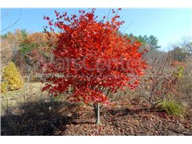 درخت افرای ژاپنی (برگ پنجه ای)، در سال 1402 Japanese Maple