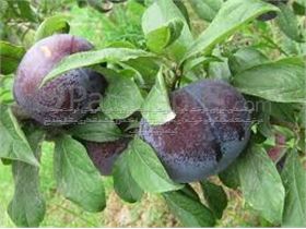 درخت آلو بلک دیاموندٰ- سال 1402 tree Plum black diyamond