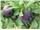 درخت آلو بلک دیاموندٰ- سال 1402 tree Plum black diyamond