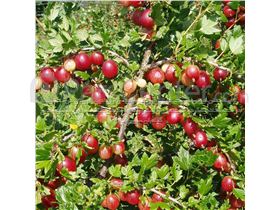 درخت جوزبری/کیوی عروسکی درسال 1402 goose berry