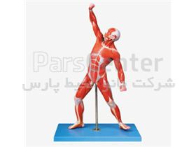 مولاژ عضلات بدن انسان ( ۵۰ سانتی متر ) یک سوم اندازه طبیعی