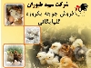 جوجه گلپایگان یک روزه اصل - جوجه محلی - طیور