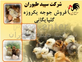 جوجه گلپایگان یک روزه اصل - جوجه محلی - طیور