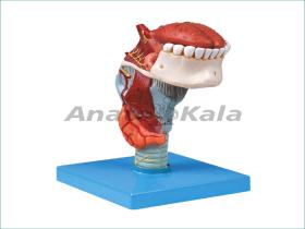 مولاژ حنجره با زبان و دندان