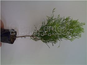 کاج کامیس پاریس نشایی و گلدانی