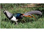 قرقاول لیدی آمهرست ( lady amherst's pheasant )