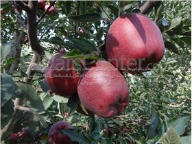 درخت سیب استارکینگ / درسال 1402 tree  apple starking