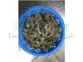 پرورش میگو