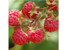 درخت رازبری -Raspberry- در سال 1402