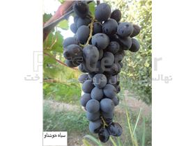 درخت انگورمریوان-انگور سیاه مریوان-نهال انگور سیاه سال 1402