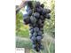 درخت انگورمریوان-انگور سیاه مریوان-نهال انگور سیاه سال 1402