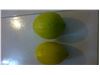 نهال لیمو سنگی(خارگى،طغان)