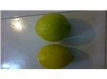 نهال لیمو سنگی(خارگى،طغان)