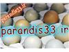 فروش تخم قرقاول جامبو وایت (نژاد سنگین وزن ) +هدیه ویژه