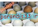 فروش تخم قرقاول جامبو وایت (نژاد سنگین وزن ) +هدیه ویژه