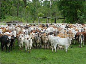 تولید کننده و وارد کننده گوشت گوسفند و گوساله استرالیا
