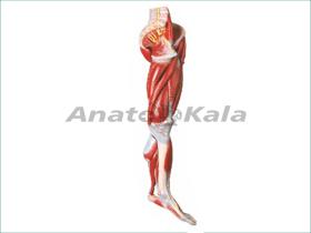 مولاژ عضلات پا با نمایش عروق و اعصاب