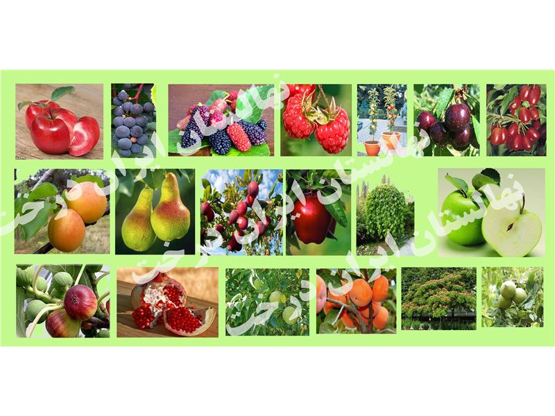 Nursery Pars | shop seedlings | fruit tree | seed flats, pharmaceutical