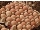 تخم خوراکی و نطفه دار مرغ صنعتی و بومی و اصلاح شده وتخم مرغ سفید