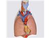 مدل دستگاه تنفس ( با قلب و ریه قابل تفکیک )