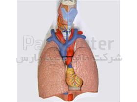 مدل دستگاه تنفس ( با قلب و ریه قابل تفکیک )