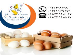 فروش و صادرات تخم مرغ خوراکی سفید و قهوه ای سابین تجارت