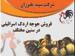 اردک یک روزه - اردک پکنی - طیور