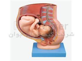 مولاژ جنین در رحم (جنین 9 ماه)