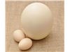 تخم خوراکی شترمرغ