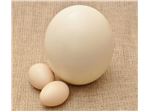 تخم خوراکی شترمرغ