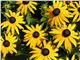 Rudbeckia