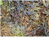 پودر عصاره جلبک دریایی