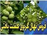 نهال کشت بافتی ارقام آمریکایی گردو زودبارده