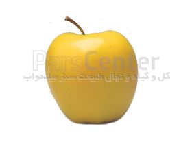 نهال میوه سیب زرد فرانسه