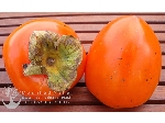 انواع نهال خرمالو - Persimmon seedlings