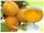 Aseptic Apricot Puree For Export