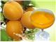 Aseptic Apricot Puree For Export