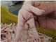 صادرات  پای مرغ ایران  بازرگانی اریا   chicken Feet Center  Iran Market    鸡爪中心伊朗市场