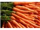 عرضه هویج صادراتی