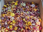 گل مینا دارویی