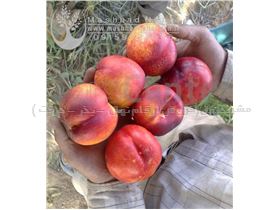 نهال شلیل کیوتا-Nectarine