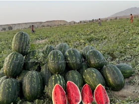هندوانه